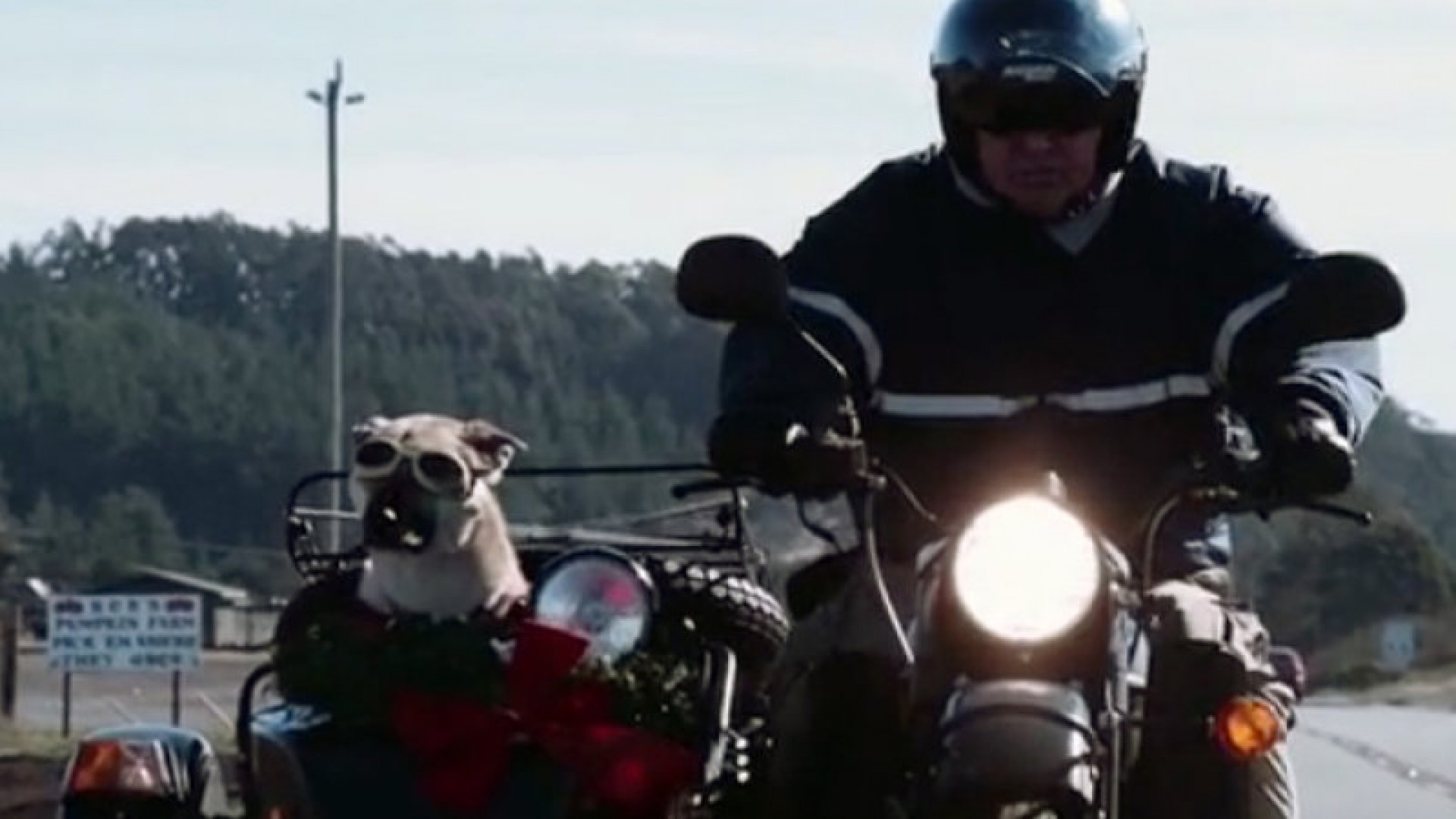 Sit, Stay, Ride&nbsp;: The Story of America's Sidecar Dogs