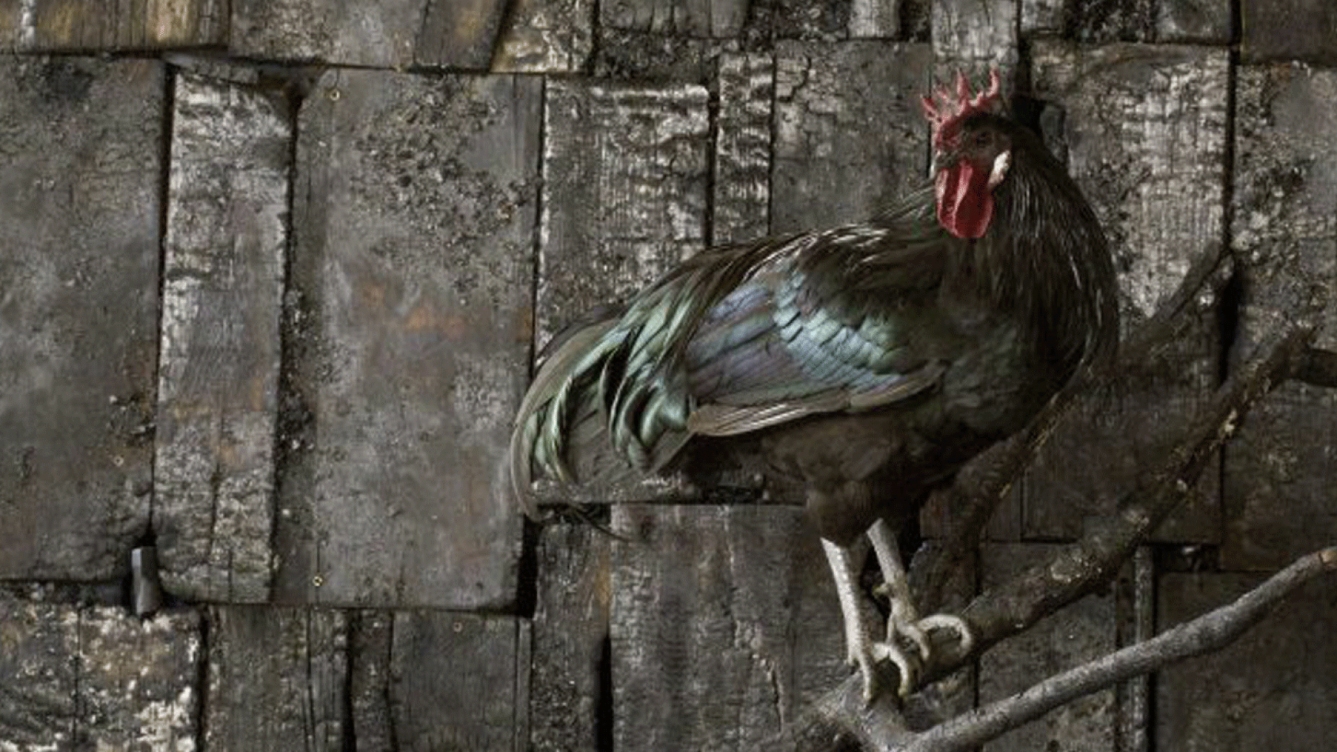 La Nuit des idées&nbsp;: ÊtreS (Très) VivantS