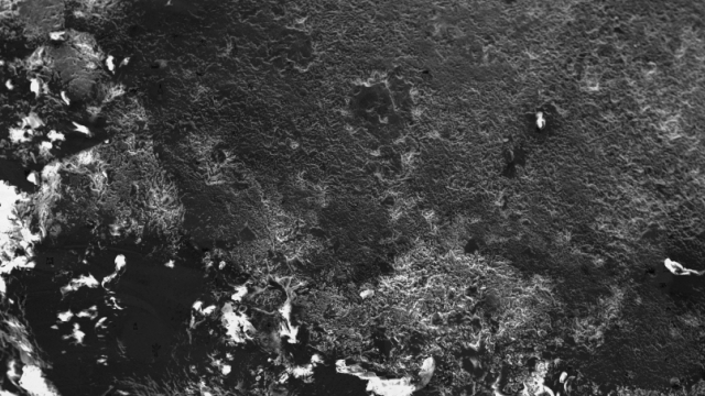 Portfolio #4&nbsp;: Délier les langues