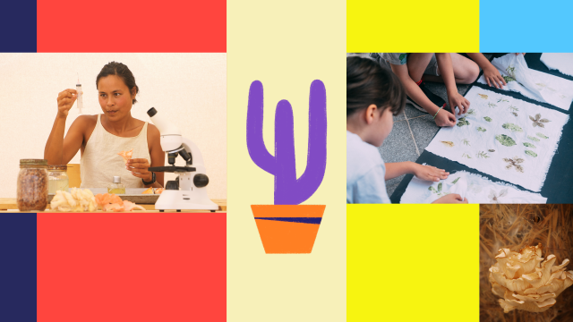 Cultiver des champignons comestibles dans son appartement&nbsp;!